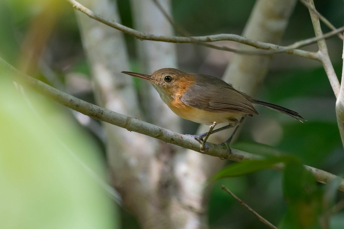 Long-billed Gnatwren - Phil Chaon
