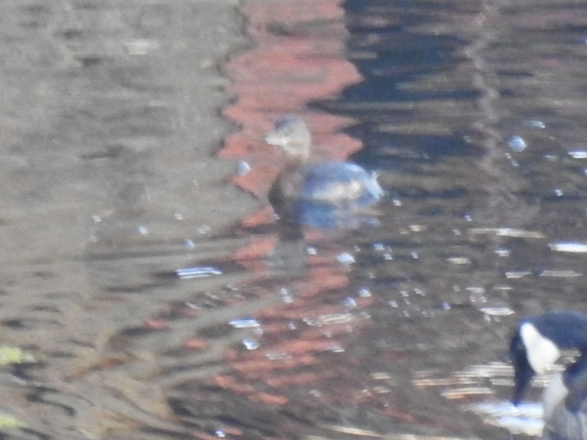 Pied-billed Grebe - ML190502461