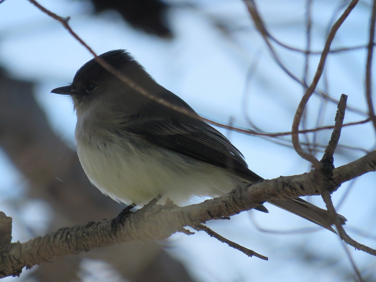 Eastern Phoebe - ML190503711