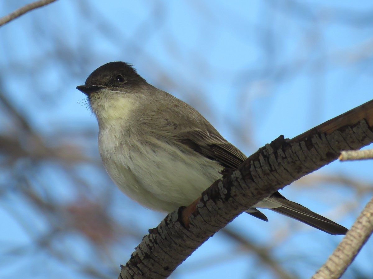 Eastern Phoebe - ML190503721