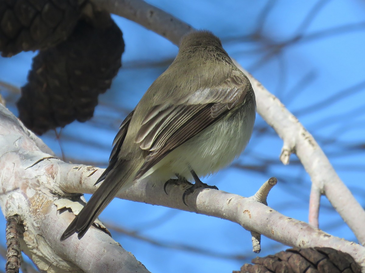 פיבי מזרחית - ML190503731