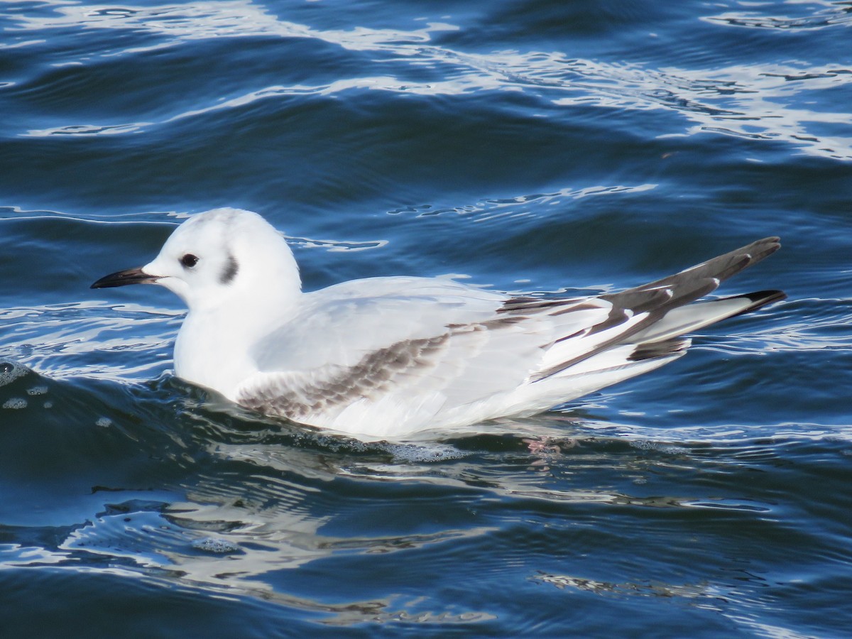 Bonaparte's Gull - ML190504461