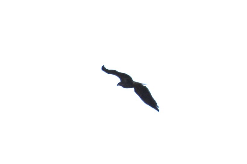 Белоголовый орлан - ML190506541