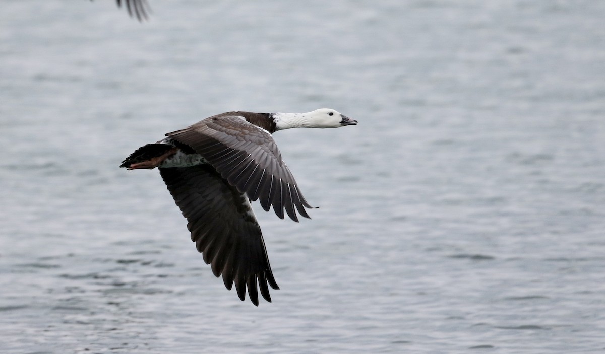 Snow x Canada Goose (hybrid) - Jay McGowan