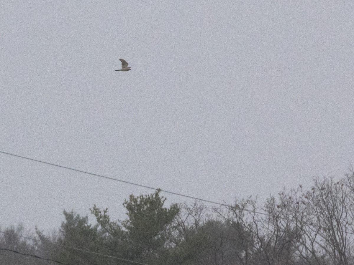 American Goshawk - ML190507551