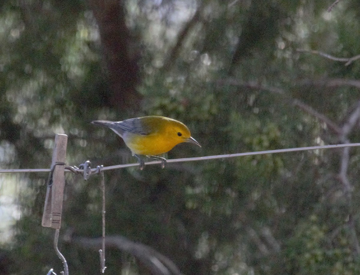 Prothonotary Warbler - ML190509521