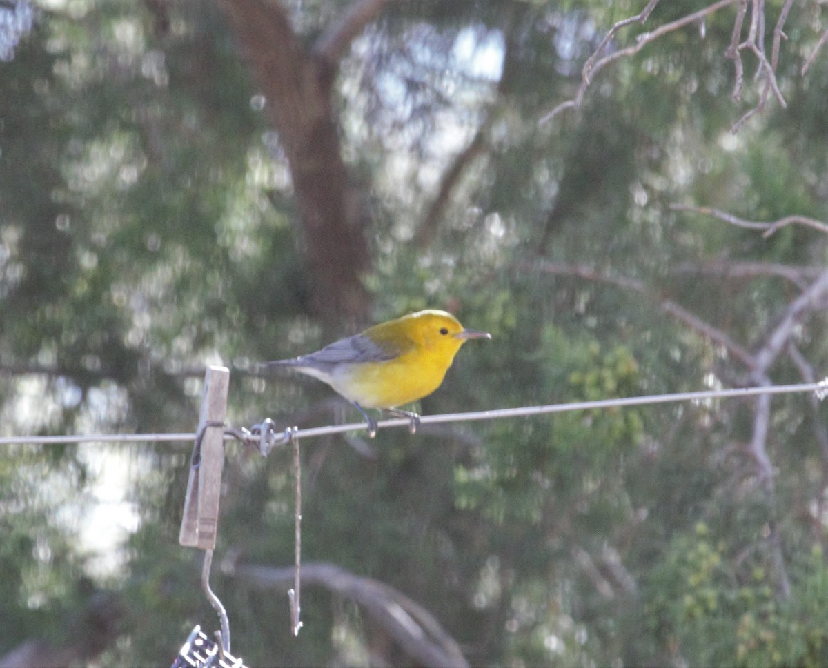 Prothonotary Warbler - ML190509591