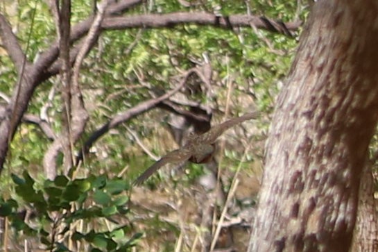 Brown Quail - ML190511091