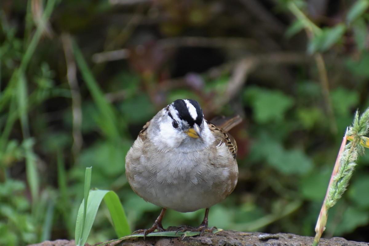 White-crowned Sparrow - ML190511441