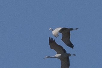 Sandhill Crane - ML190513671