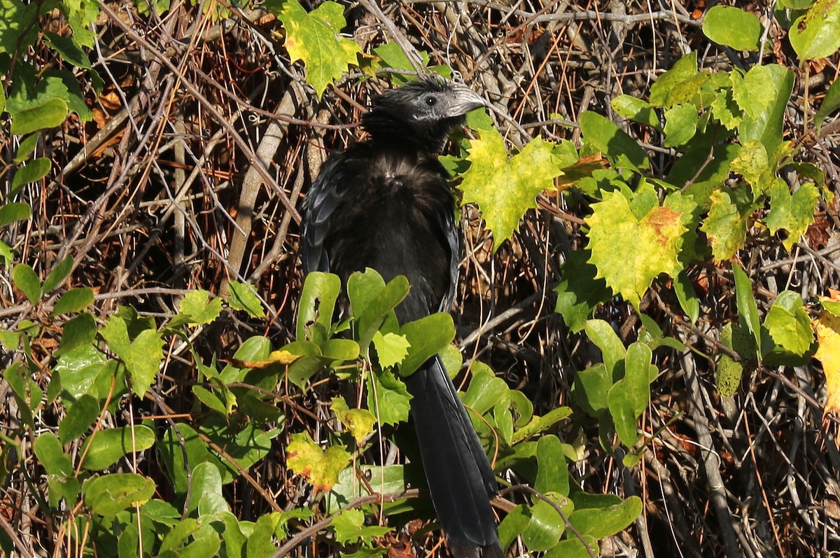 Groove-billed Ani - mitchell HARRIS