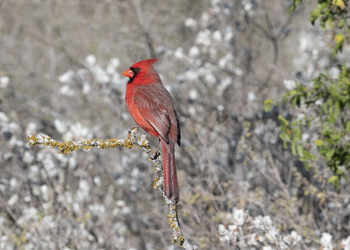 Northern Cardinal - Lila Theis