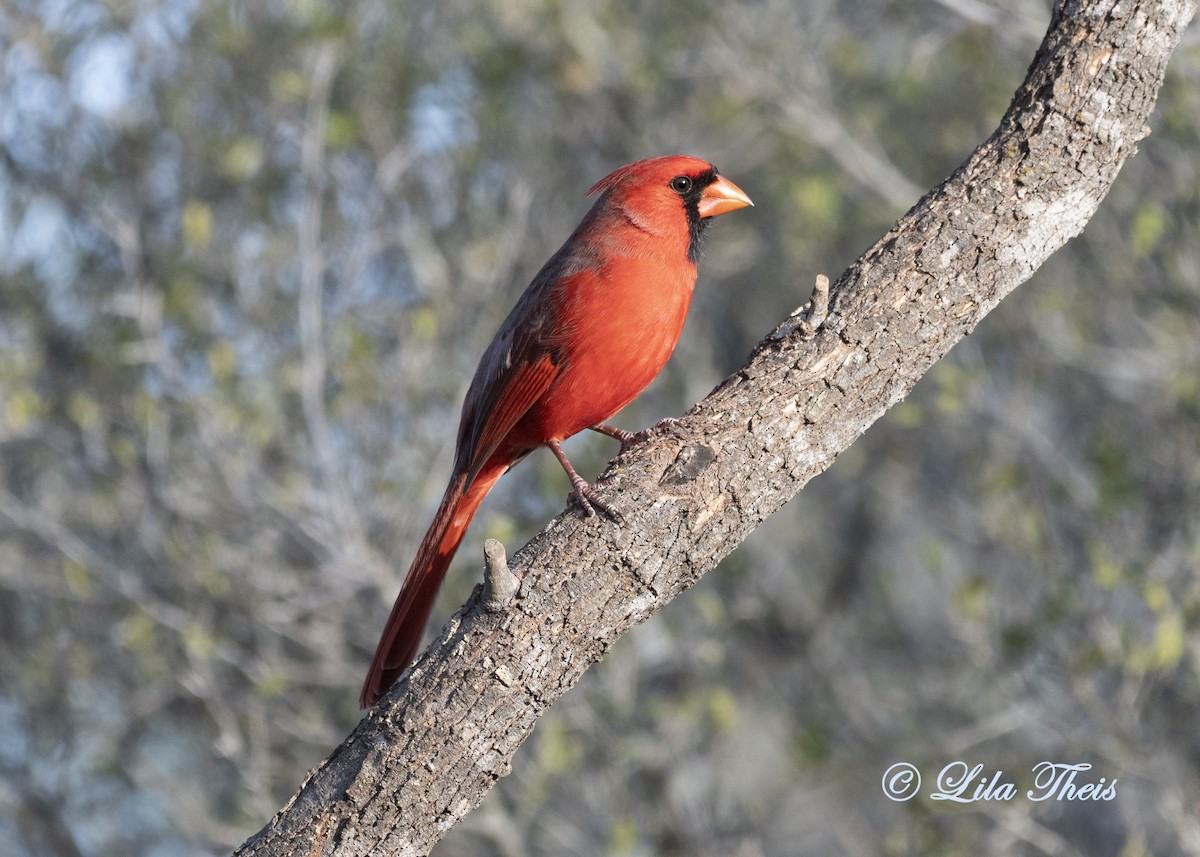 Northern Cardinal - Lila Theis