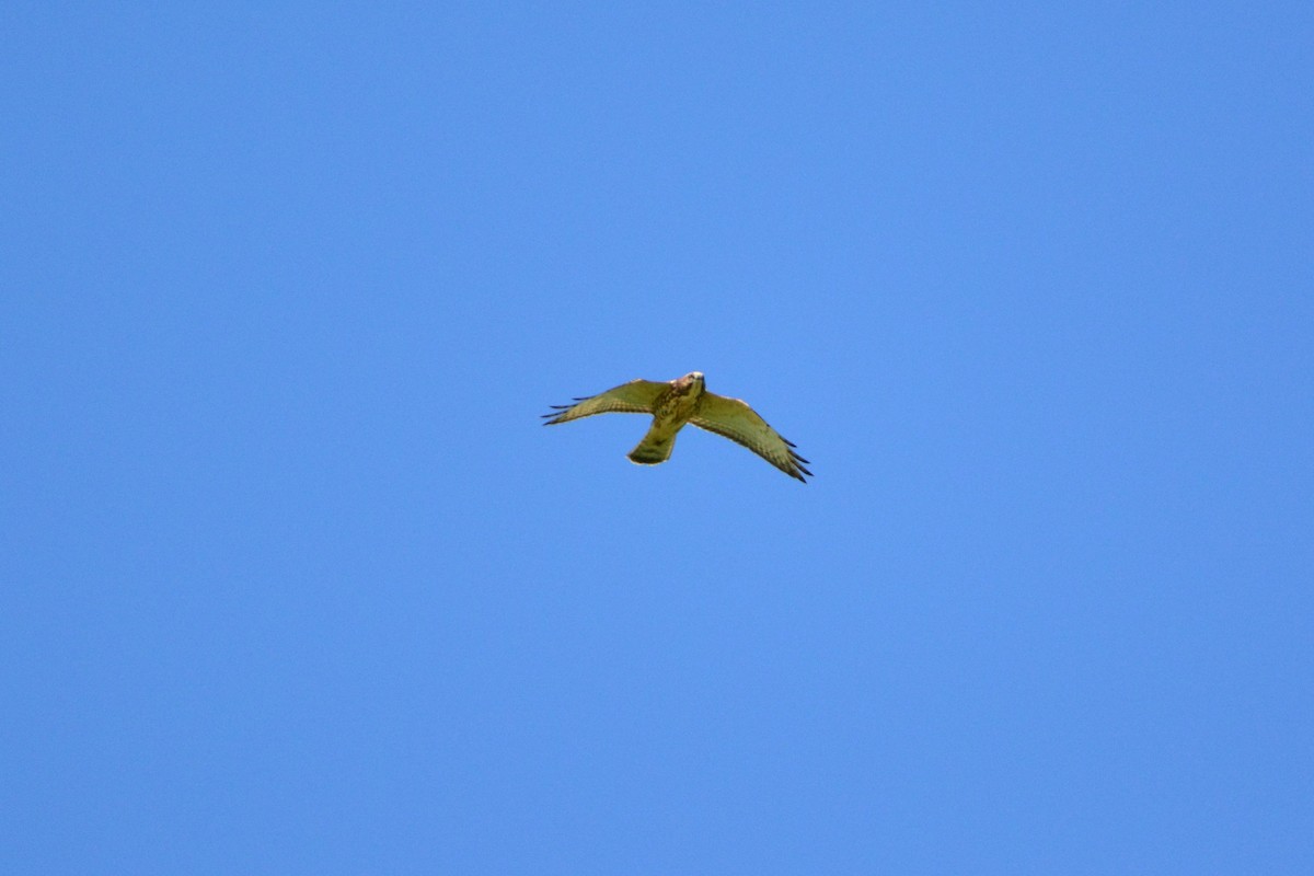 Broad-winged Hawk - Nick Kachala