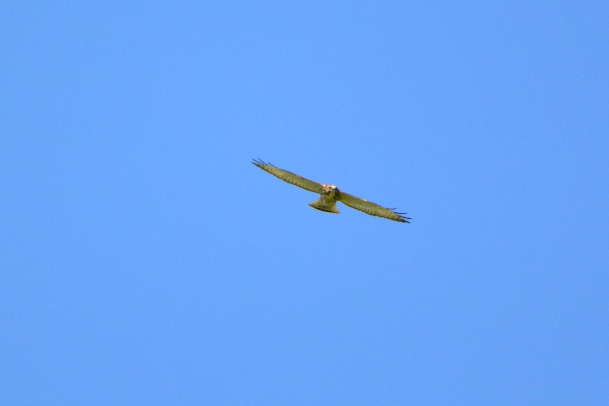 Broad-winged Hawk - Nick Kachala