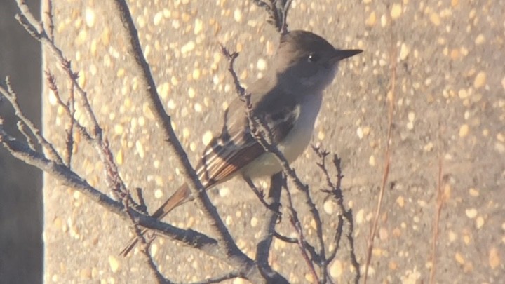 Ash-throated Flycatcher - ML190518041