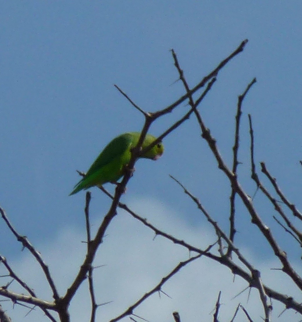 Папуга-горобець гвіанський - ML190518121