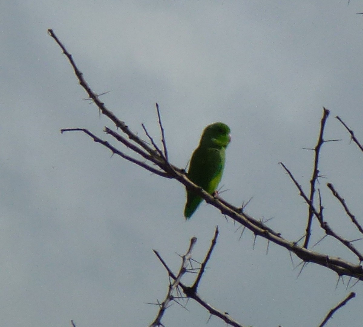 Папуга-горобець гвіанський - ML190518131