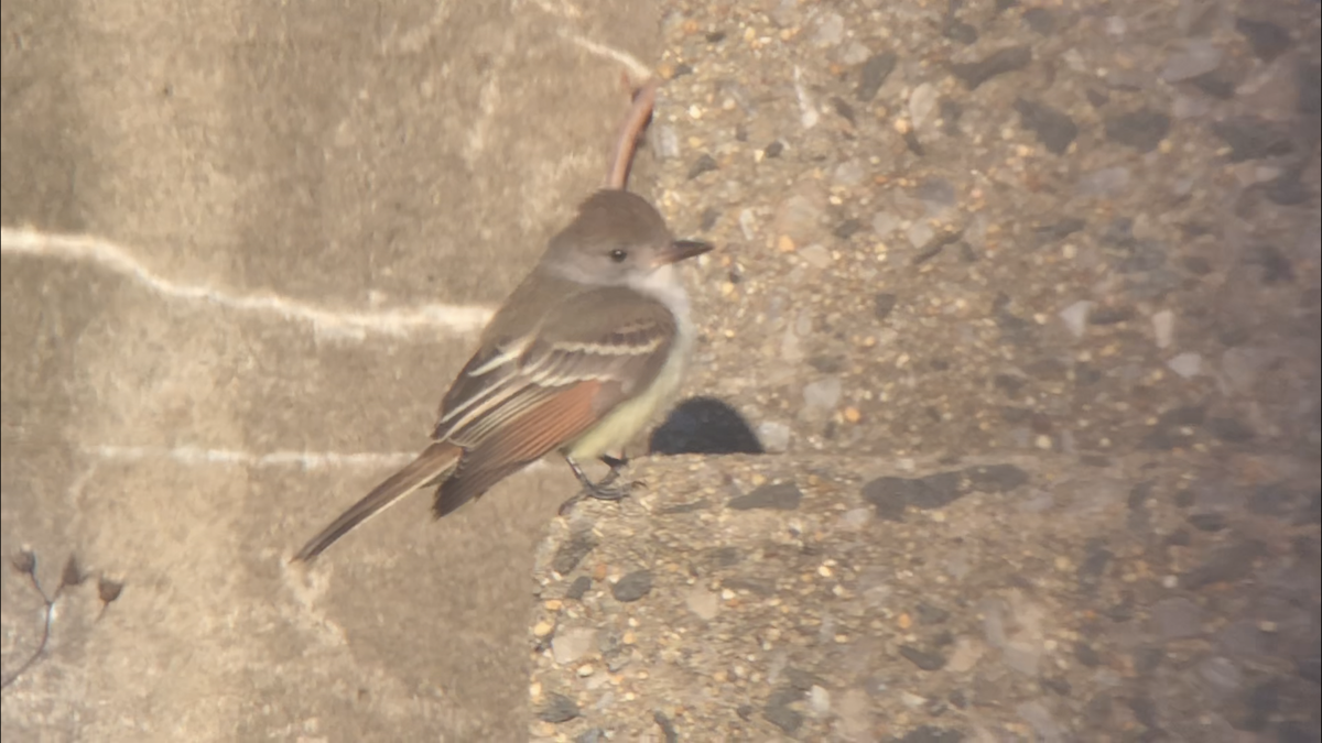 Ash-throated Flycatcher - ML190518141
