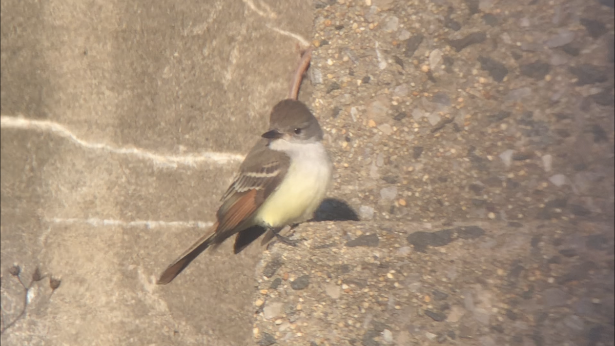 Ash-throated Flycatcher - ML190518151