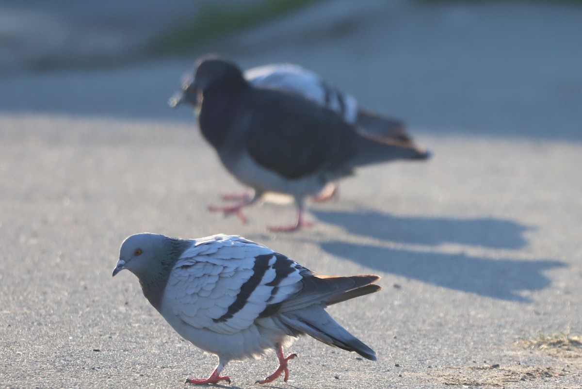 Rock Pigeon (Feral Pigeon) - ML190519081