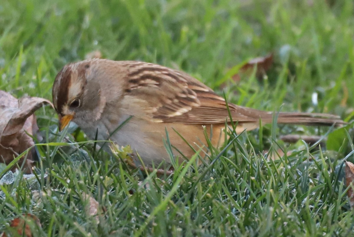 White-crowned Sparrow - ML190519791