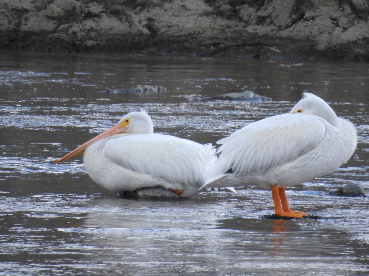 American White Pelican - ML190520451