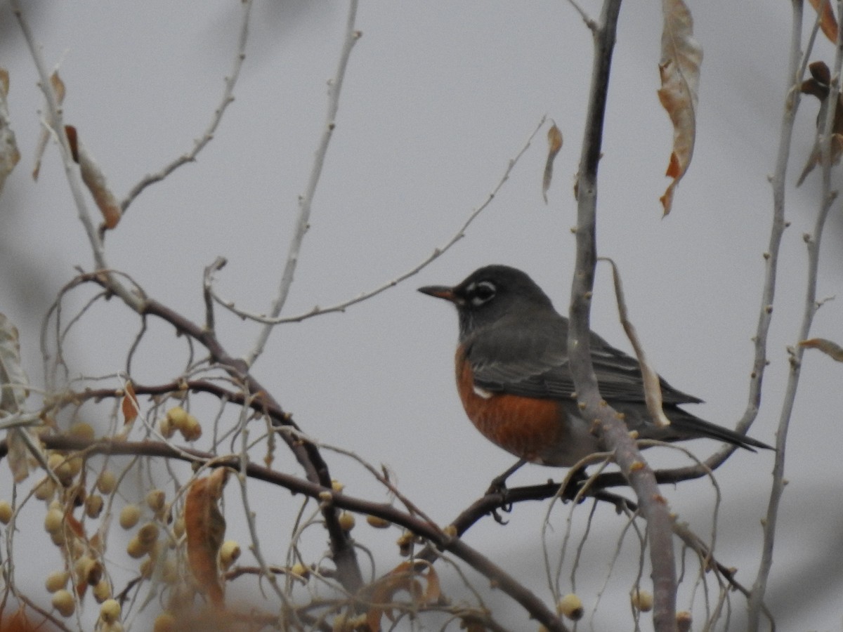 American Robin - ML190520551