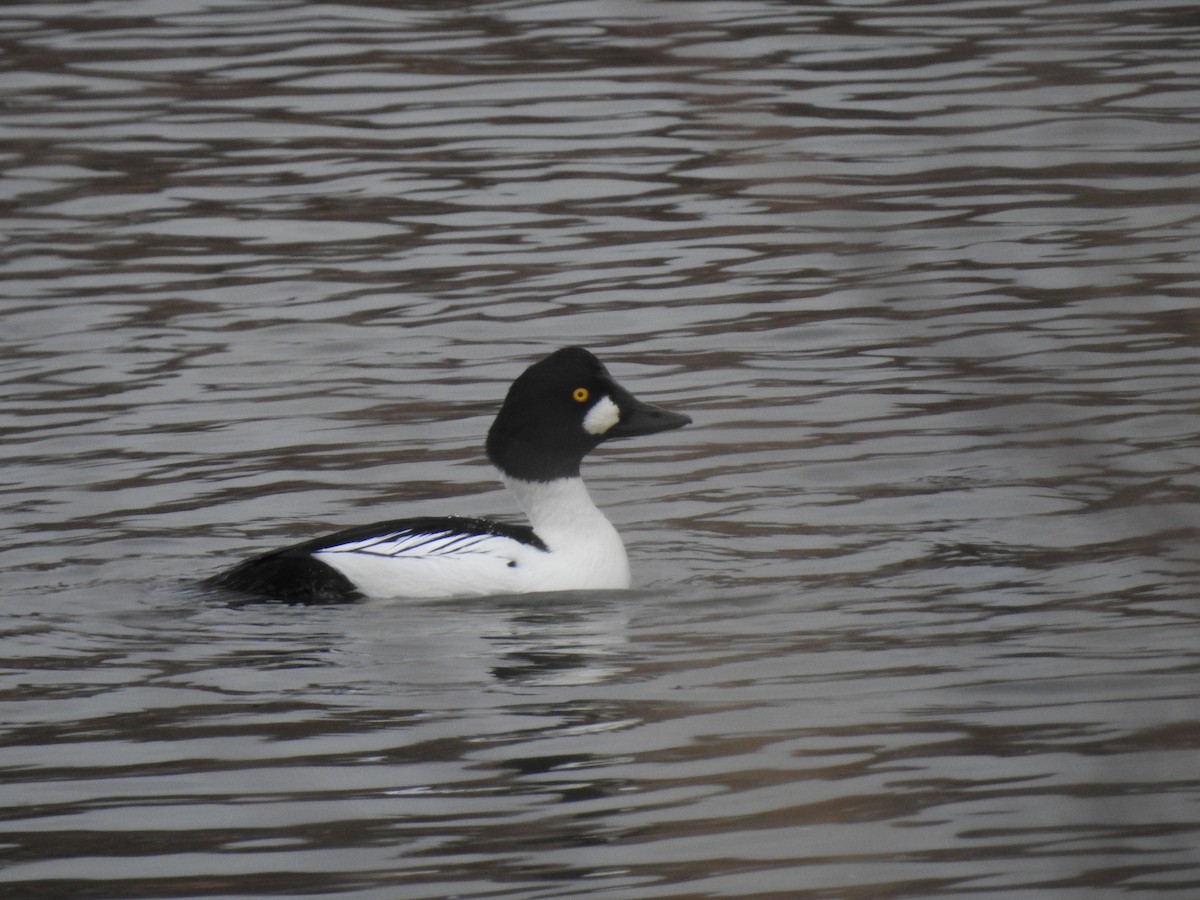 Common Goldeneye - Tyler Stewart