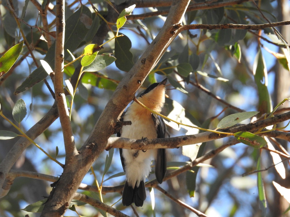 Restless Flycatcher - ML190521311