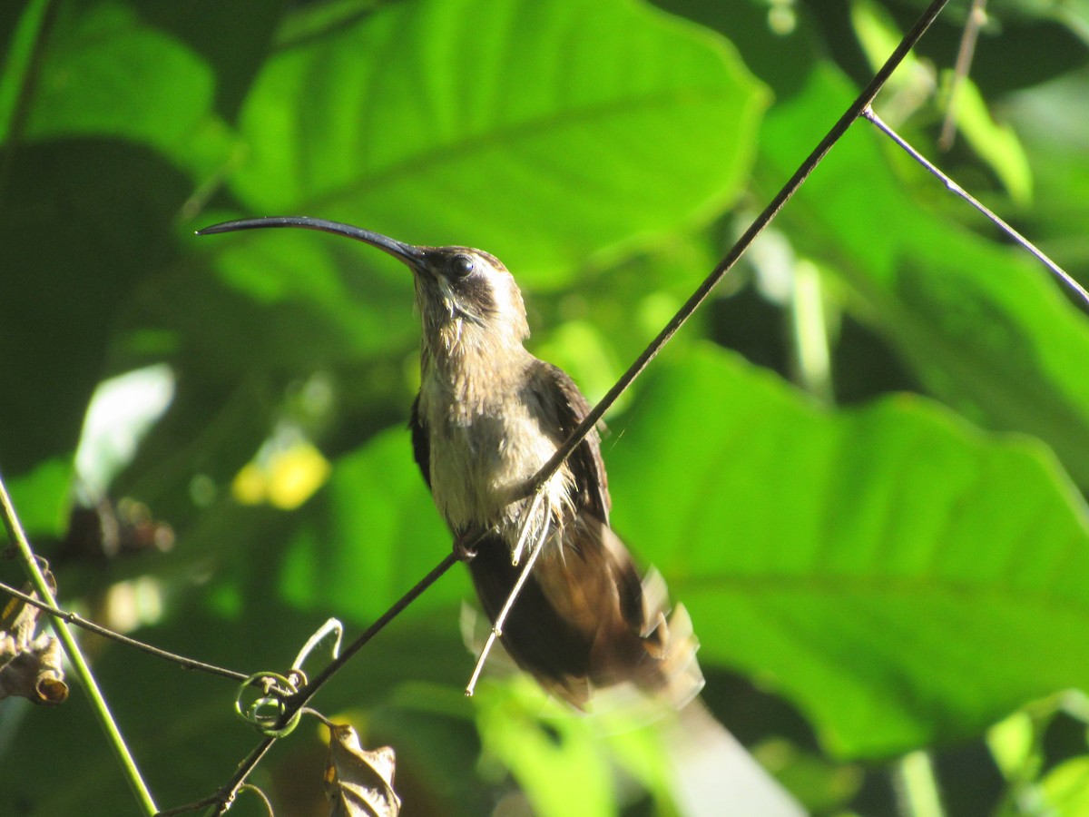 kolibřík tmavolící - ML190522511
