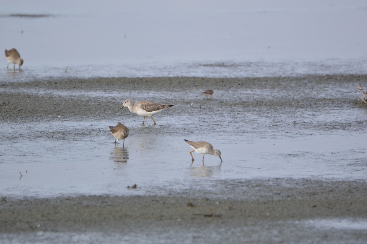 gulbeinsnipe - ML190523201