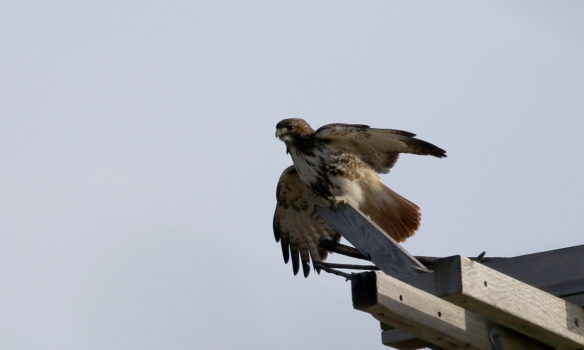 Rotschwanzbussard (borealis) - ML190524051