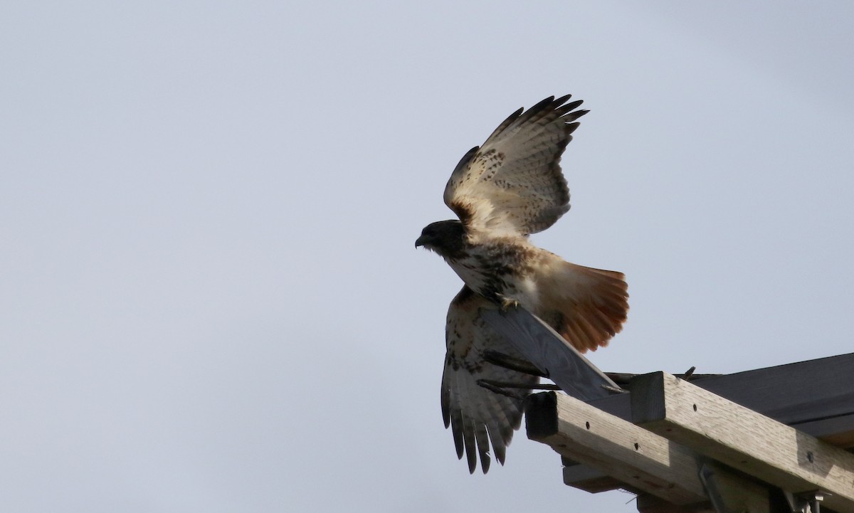 Red-tailed Hawk (borealis) - Jay McGowan