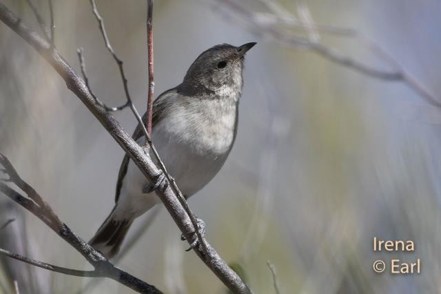 Gray Honeyeater - ML190524281