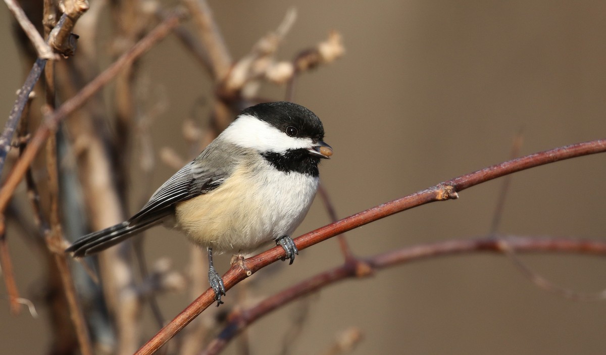 Black-capped Chickadee - Jay McGowan