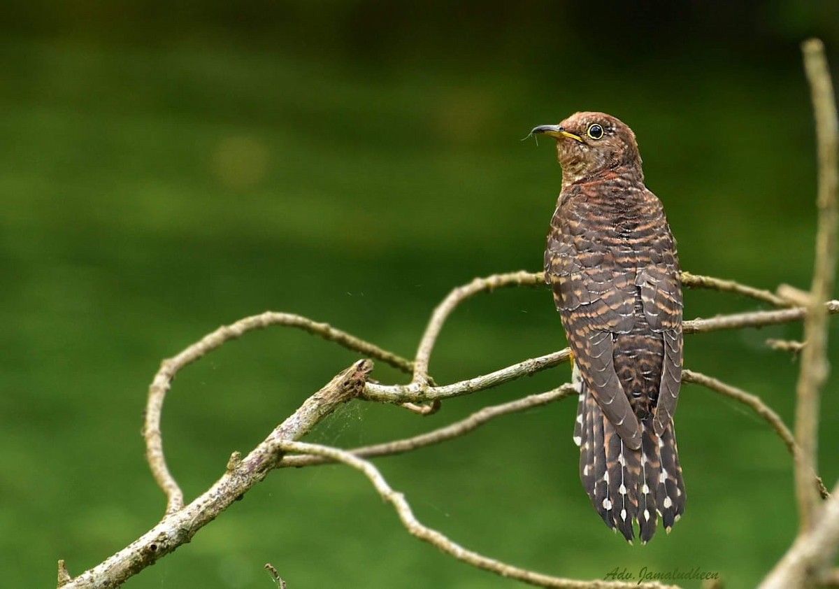 Lesser Cuckoo - ML190524591