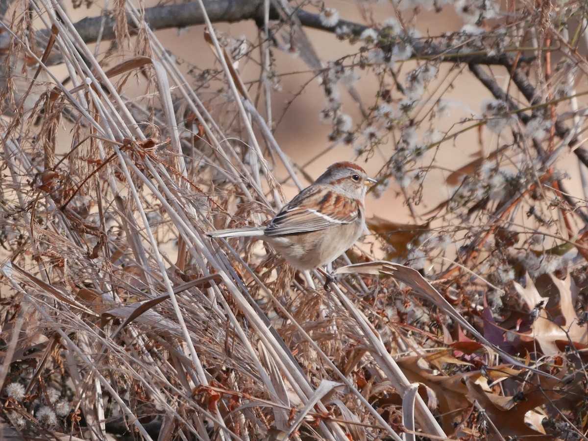 American Tree Sparrow - ML190524901