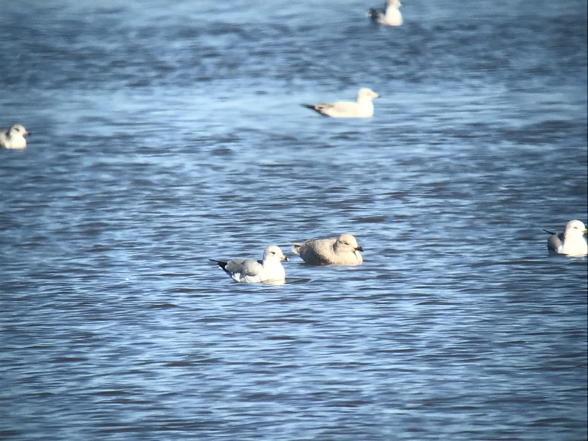 Iceland Gull - ML190525861