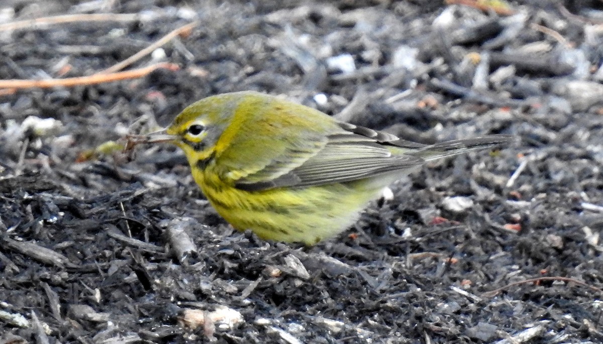 Prairie Warbler - shelley seidman