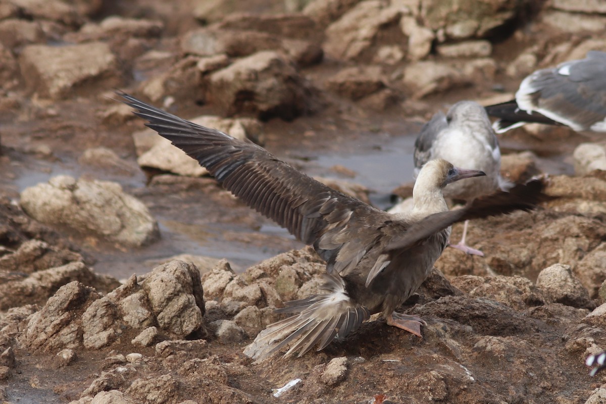 Red-footed Booby - ML190529781