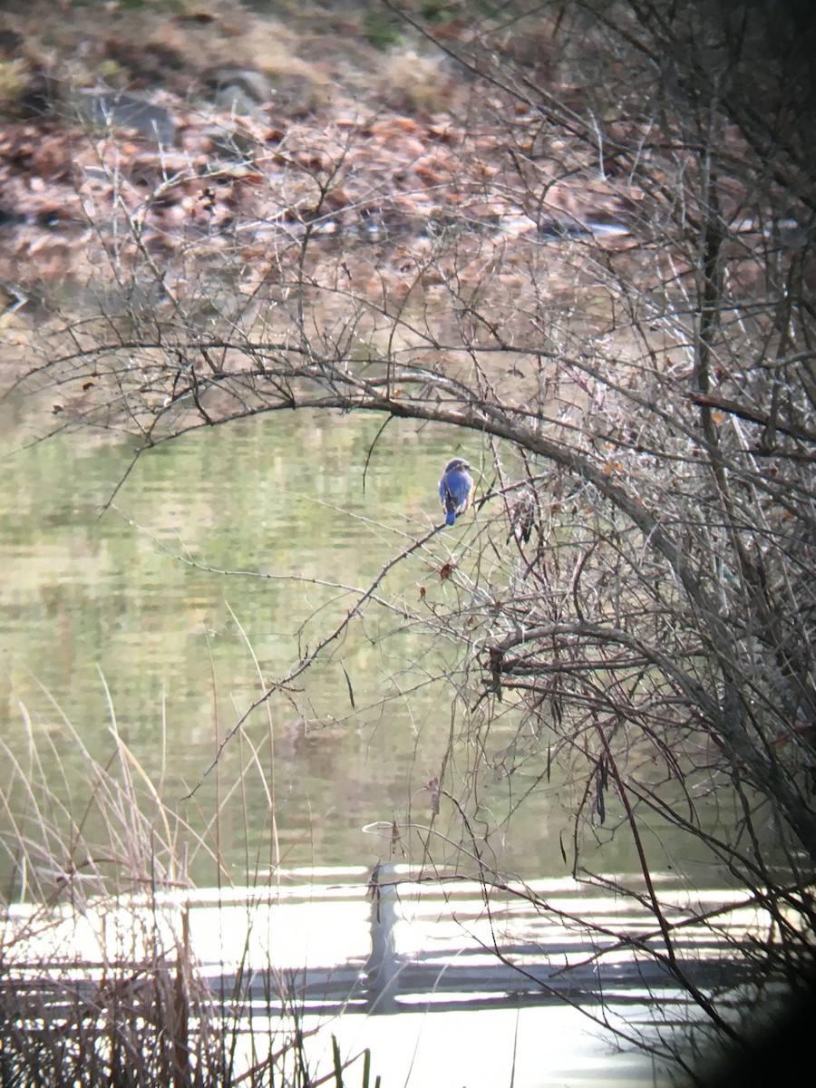 Eastern Bluebird - ML190530721