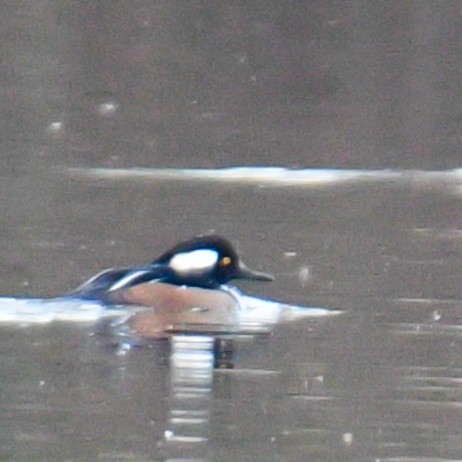 Hooded Merganser - ML190533131