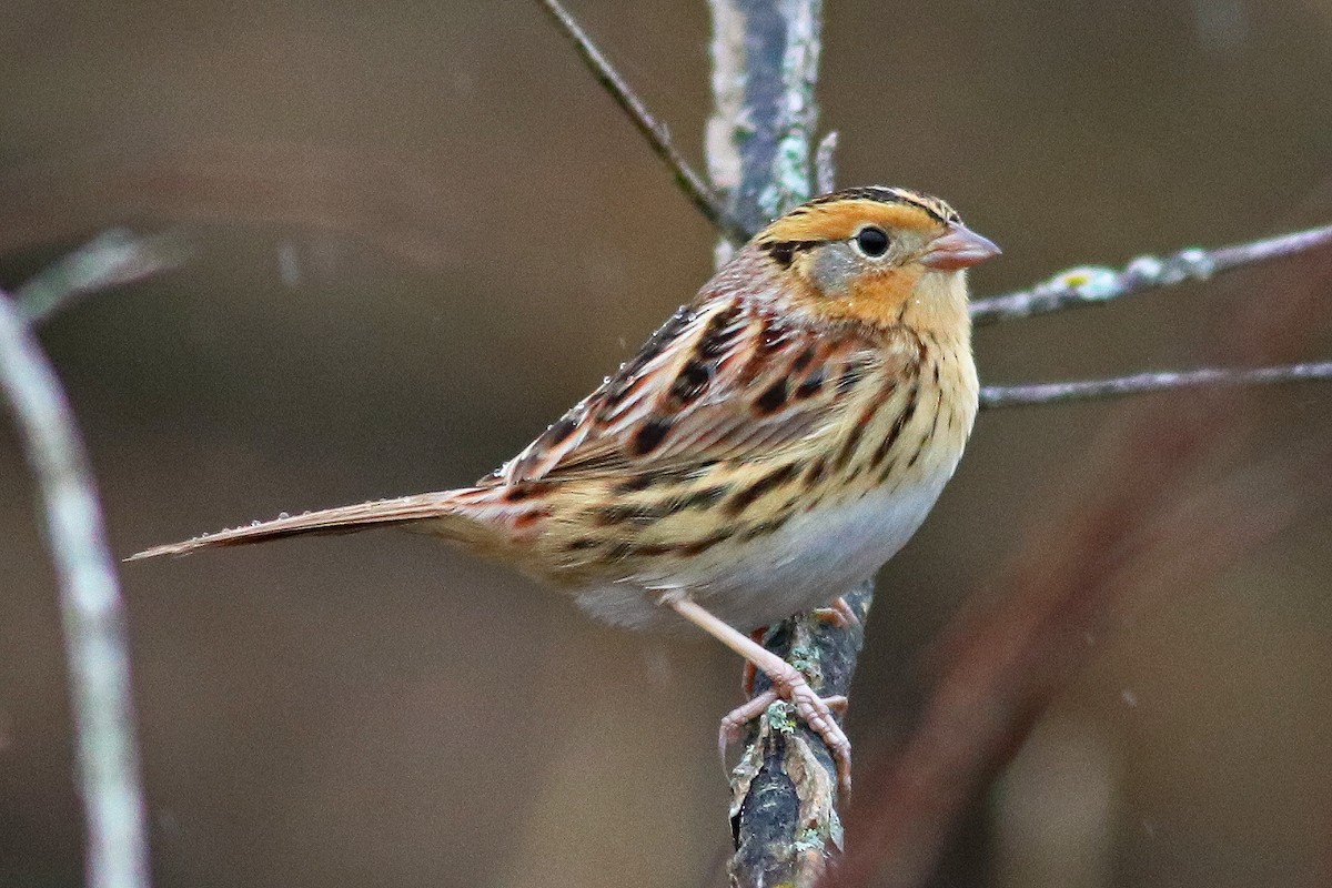 LeConte's Sparrow - ML190535131