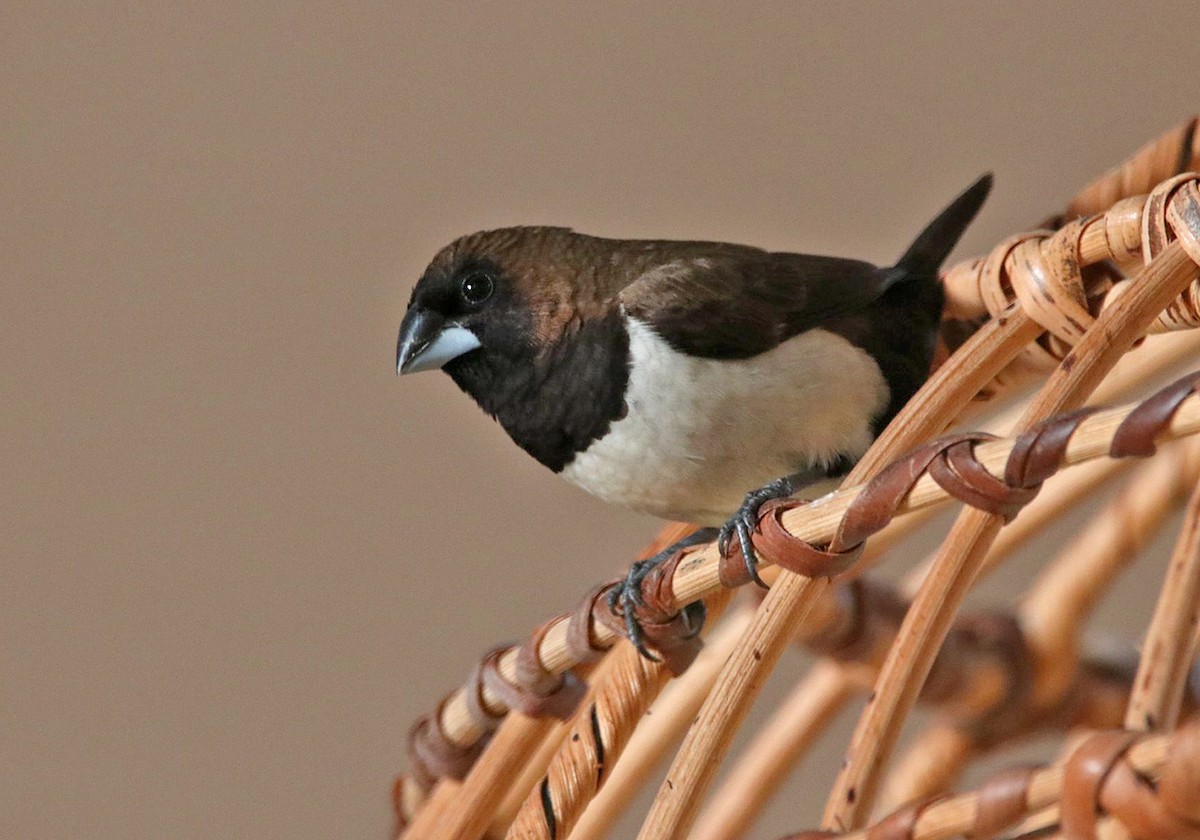 Javan Munia - ML190535261