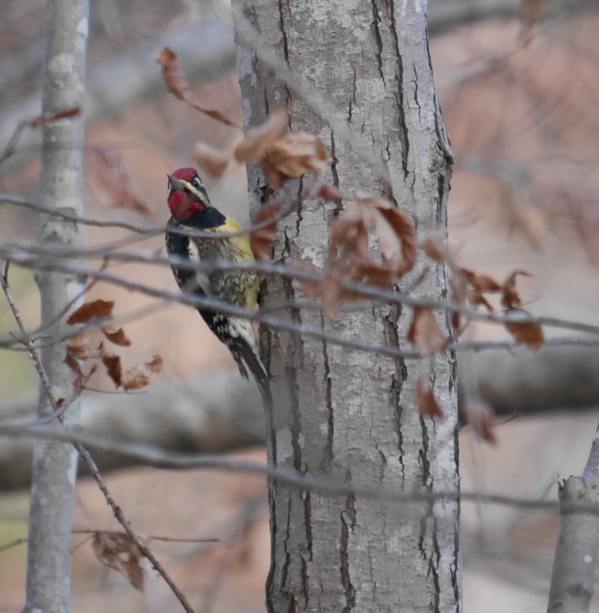 Yellow-bellied Sapsucker - ML190535291