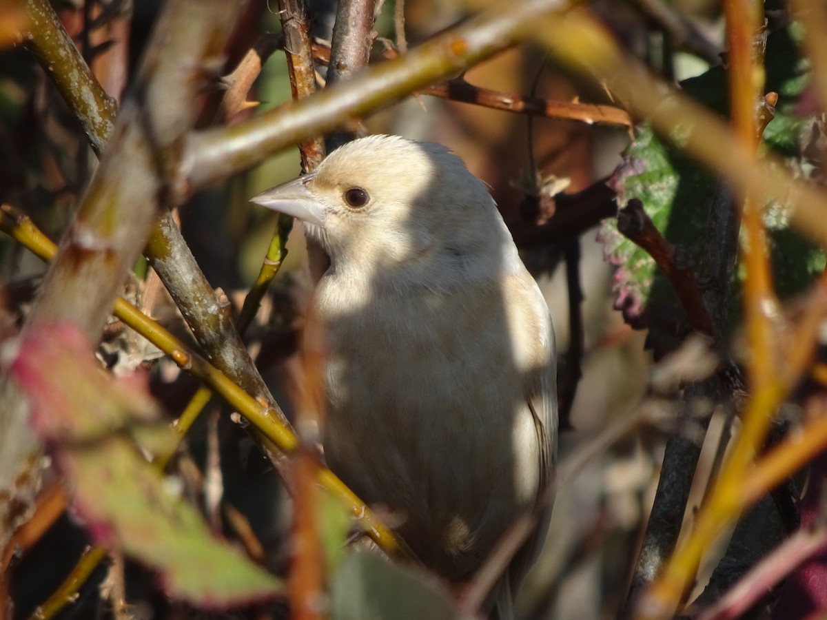 Brown-headed Cowbird - ML190537961