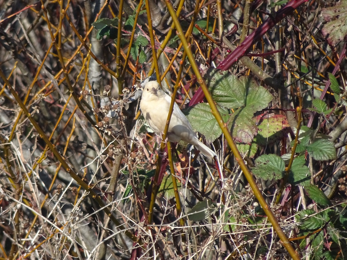 Brown-headed Cowbird - ML190538011