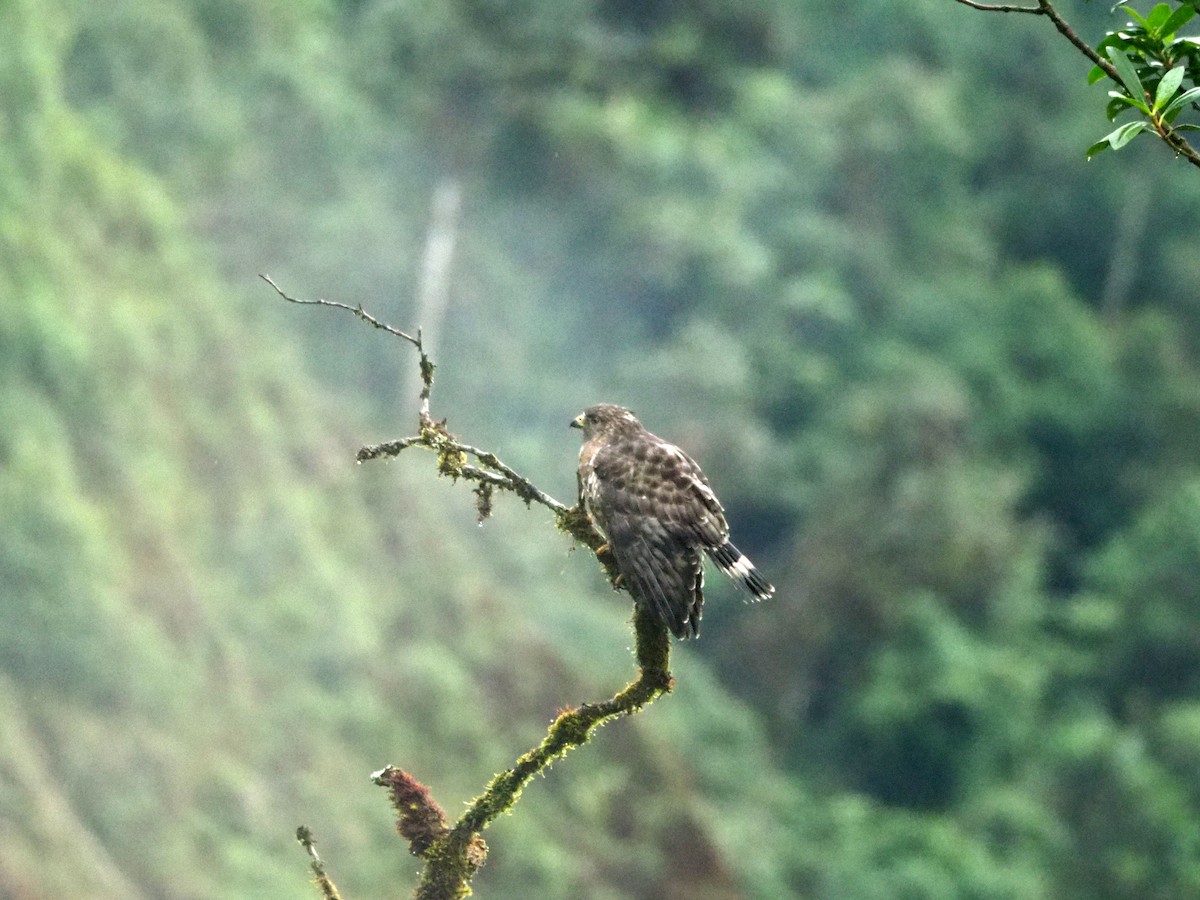 Broad-winged Hawk - Scott Ramos