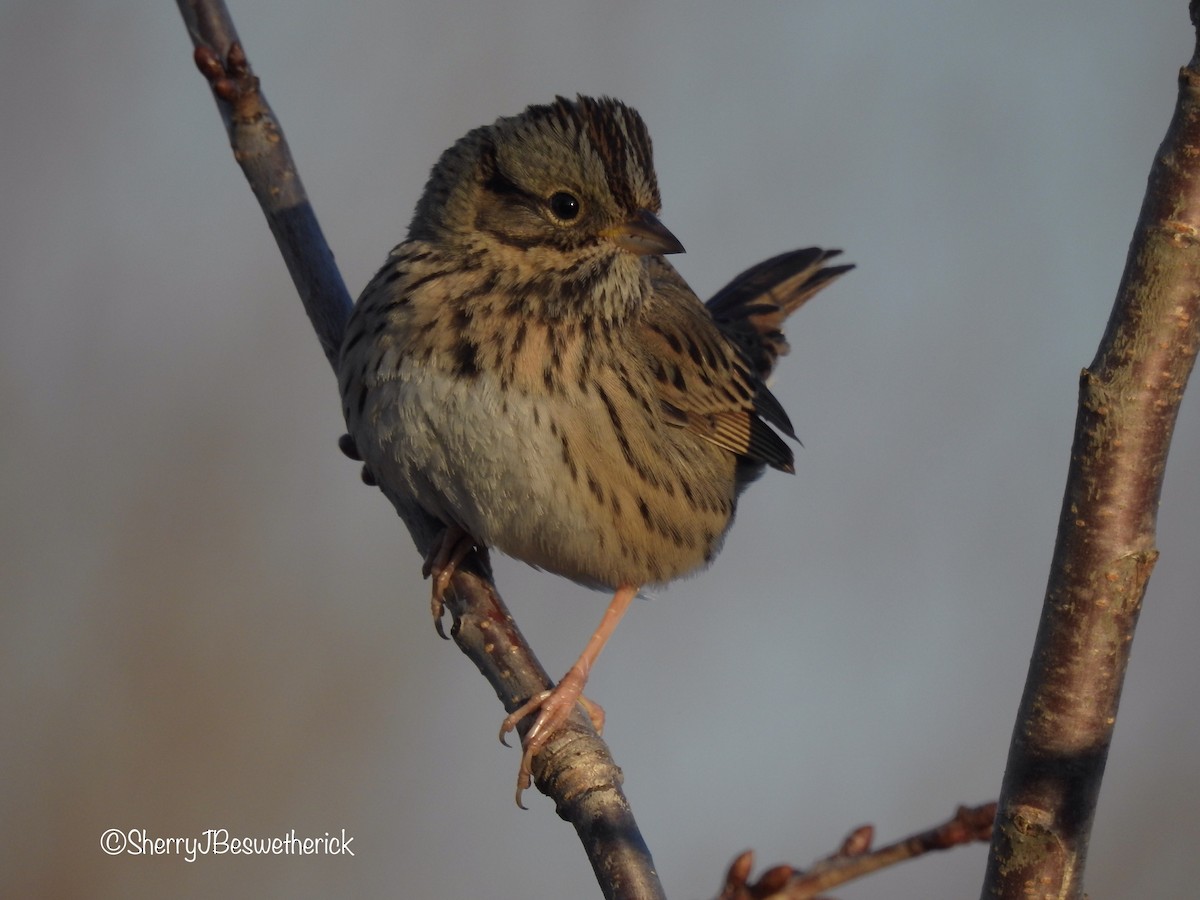 Lincoln's Sparrow - ML190539861